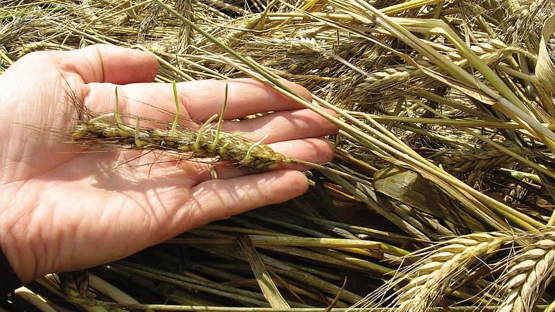 Des graines de blé germé des pousses vertes — BRYCUS