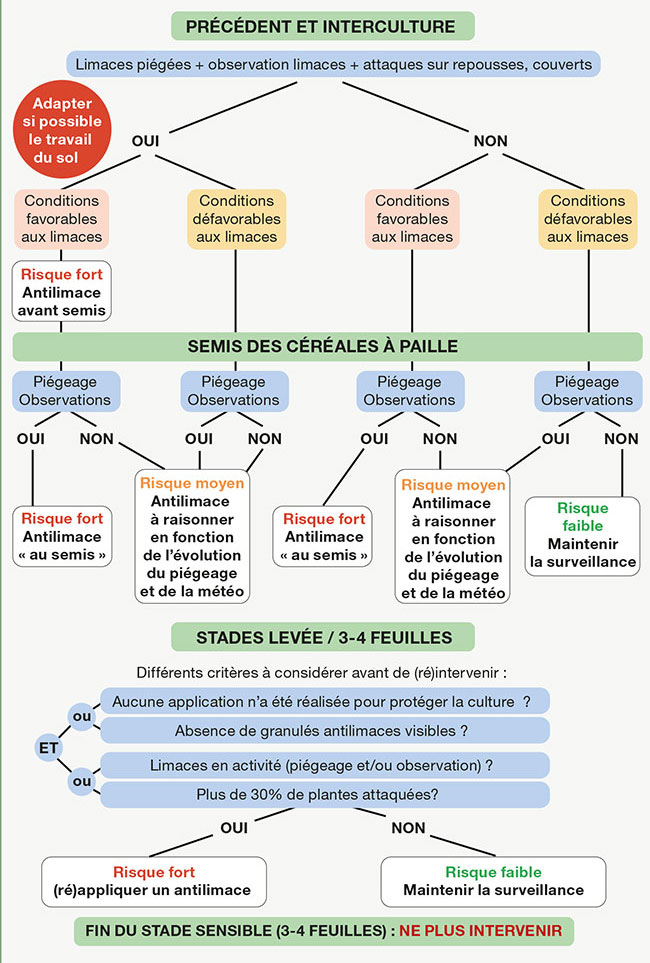 LUTTE CONTRE LES LIMACES : réduire les risques grâce aux leviers agronomiques et bien observer les parcelles sensibles