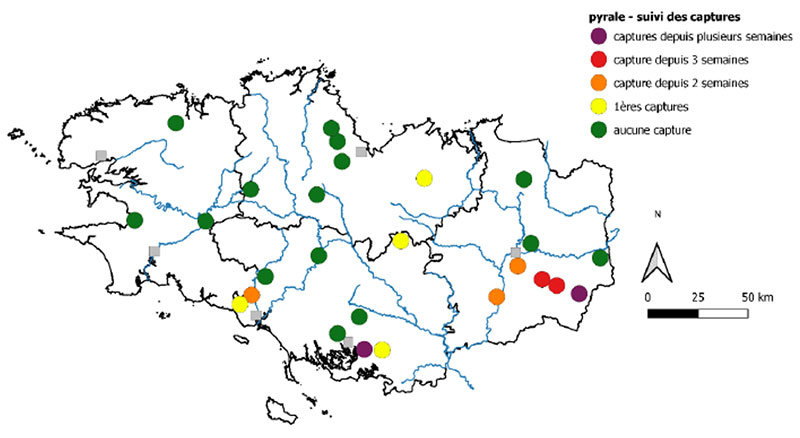 Situation des captures de la pyrale pour la semaine 25 (pièges lumineux et à phéromone)