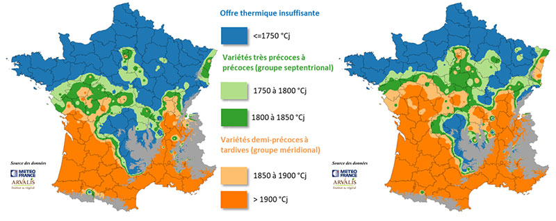 Répartition des groupes de précocité des variétés de sorgho grain selon l’offre thermique
