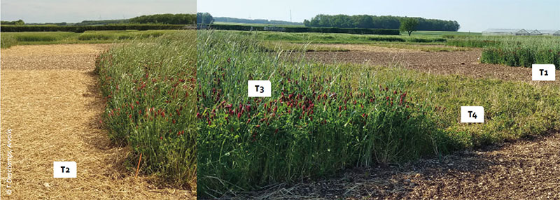 Quatre types de couverture du sol au moment du semis du maïs grain ont été expérimentés