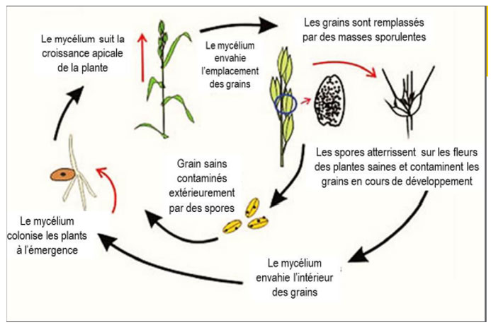 Cycle de développement des charbons sur céréales