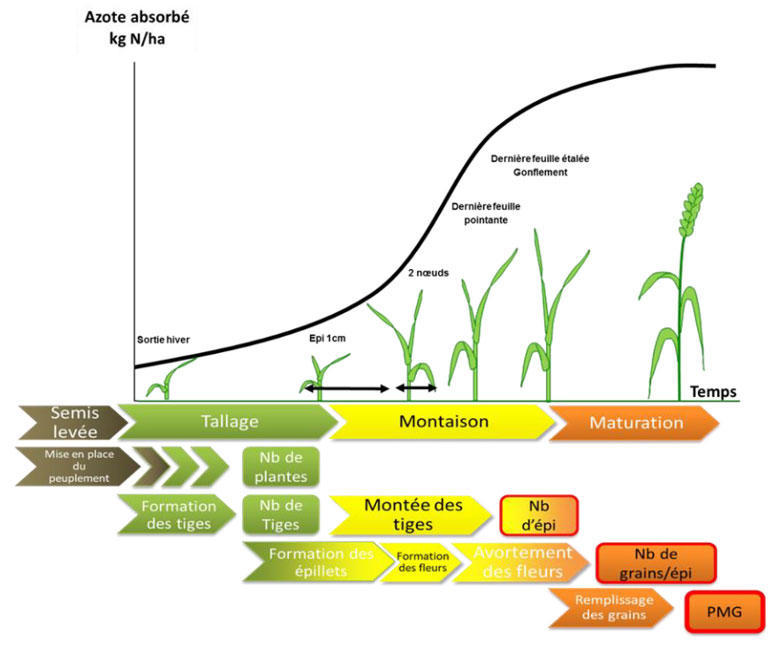 Cycle d’absorption de l’azote : faire correspondre apports et besoins