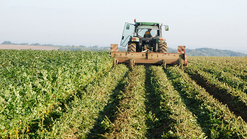 Les stratégies pour défaner les pommes de terre ARVALIS
