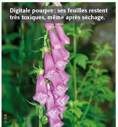 Digitale pourpre