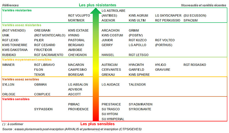 Echelle 2021 de classement des variétés en fonction de leur résistance à la verse physiologique