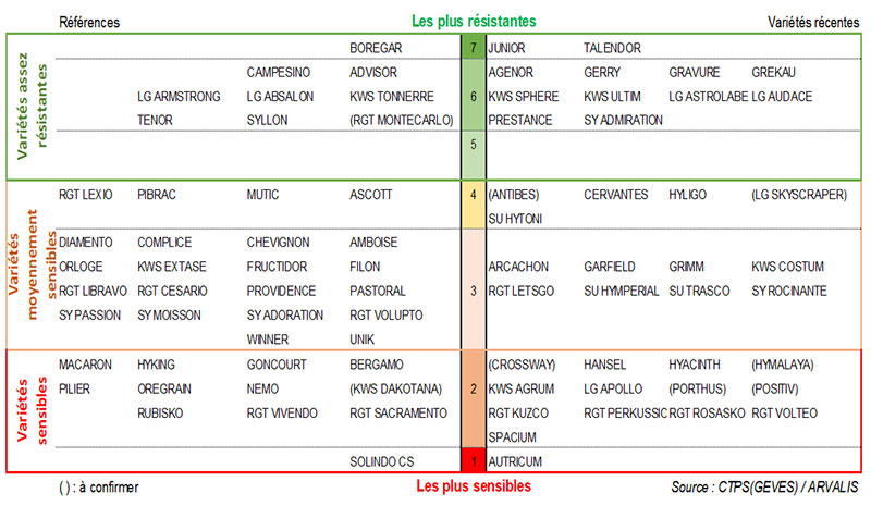 Classement des variétés de blé tendre selon leur résistance au piétin-verse – Echelle 2021