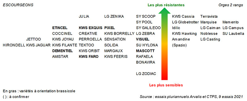 Echelle 2021-2022 de résistance variétale des orges d’hiver à la rouille naine