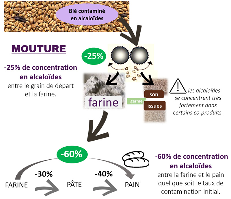 impact de la panification sur un lot de blé présentant des sclérotes