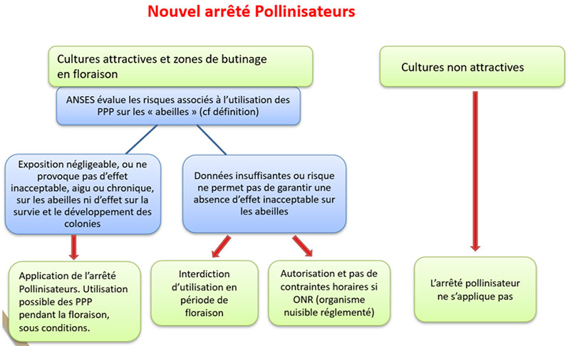 Processus d’évaluation scientifique des risques vis-à-vis des pollinisateurs par l’ANSES