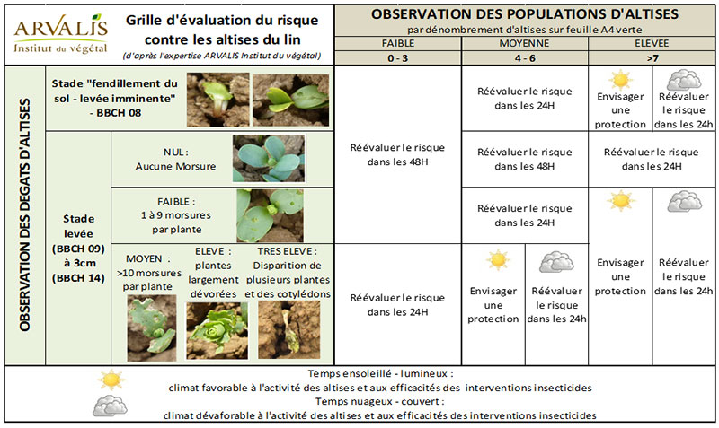 Grille de décision permettant d’ajuster sa stratégie de lutte contre les altises