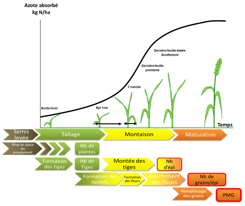 Cinétique d’absorption de l’azote par le blé