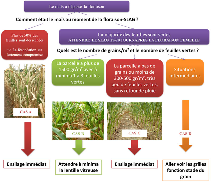 Grille de décision d’ensilage pour un maïs qui a dépassé le stade floraison