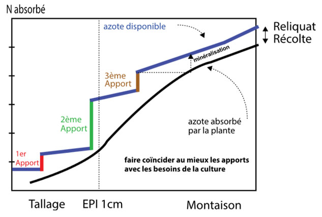 Objectif du fractionnement de l’azote : faire coïncider au mieux les apports avec les besoins de la culture