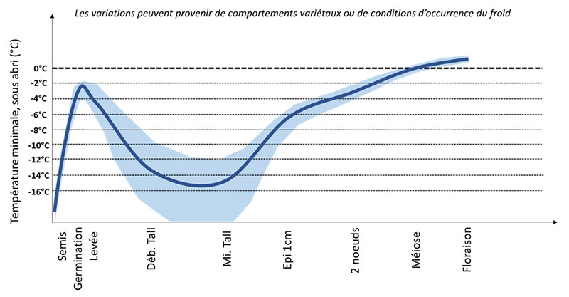 Niveau indicatif de résistance au froid d'une culture de blé tendre d'hiver