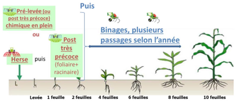 traitement chimique en plein rattrapé par des binages