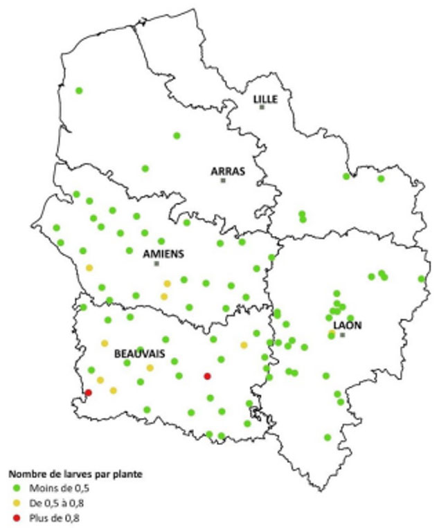 Présence de larves de pyrale à l’automne 2021 en Hauts-de-France pour évaluer le risque 2022
