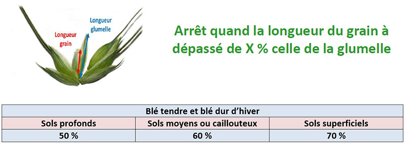 Critères de choix d’arrêt d’irrigation des blés