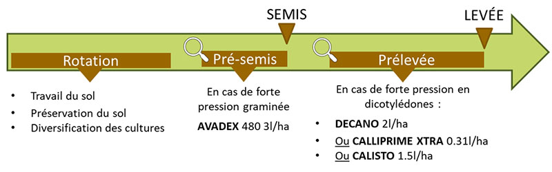 Exemples de programmes possibles de désherbage de lin fibre en pré-semis et/ou prélevée
