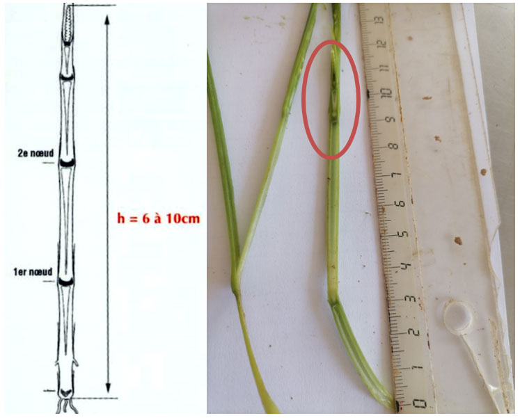 Mesure du stade 2 nœuds sur une variété de blé Chevignon, à Saint-Hilaire-en-Woëvre (55) le 25 avril 2022.