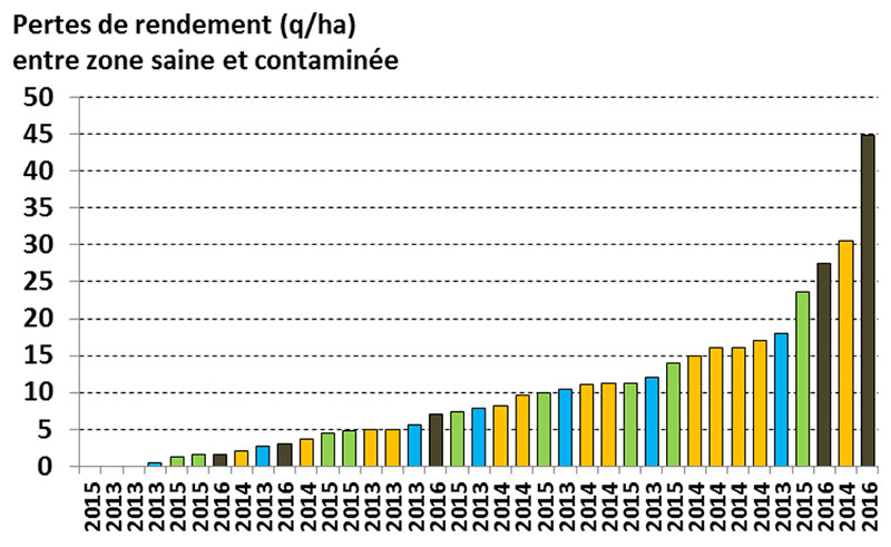 Pertes de rendement en quintaux par hectare entre des zones saines et des zones contaminées dans des parcelles entre 2013 et 2016