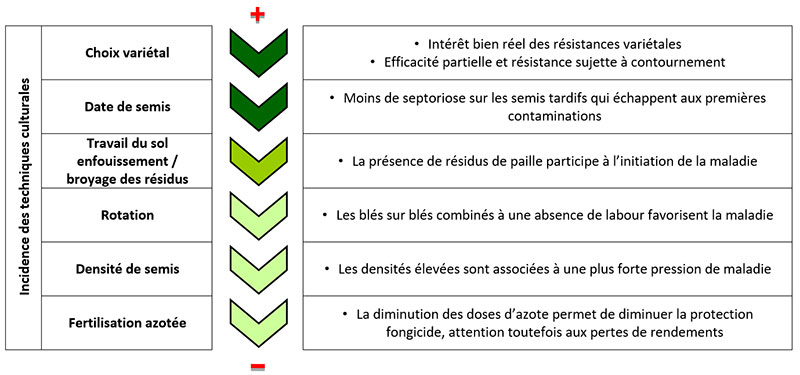 Leviers agronomiques pour gérer le risque septoriose