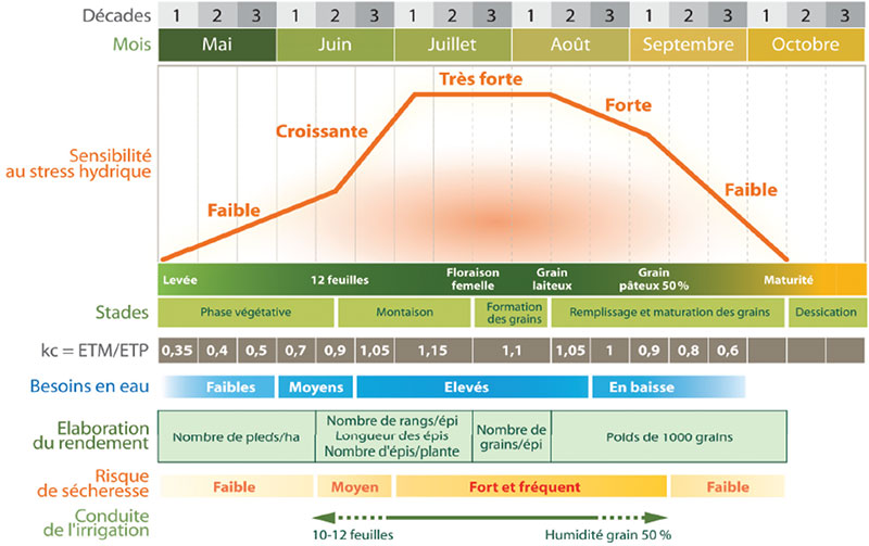 Sensibilité du maïs au stress hydrique