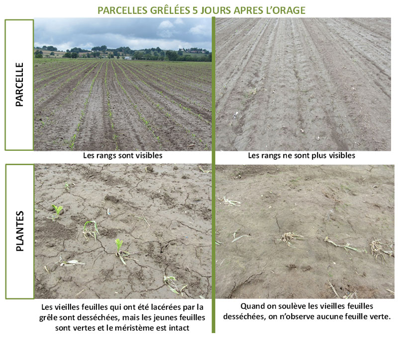 observer les parcelles