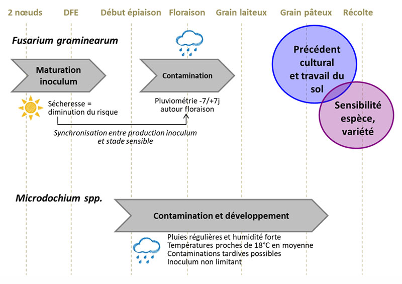 Facteurs de risque des principaux champignons responsables des fusarioses de l’épi
