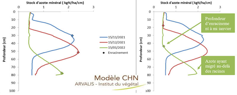 Profil en azote du sol pour un semis de mi-octobre (à gauche) et pour un semis de mi-novembre (à droite)
