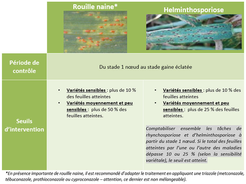 rouille jaune & helmintho