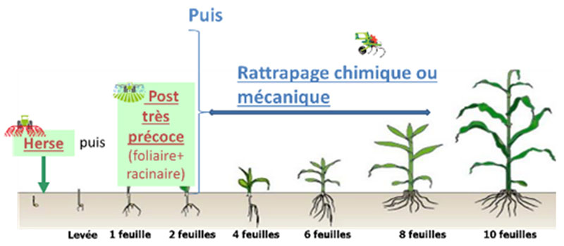 Exemple de stratégie de désherbage mixte avec un passage de herse étrille en prélevée suivi d’un désherbage à base de produits à action racinaire + foliaire très précoce