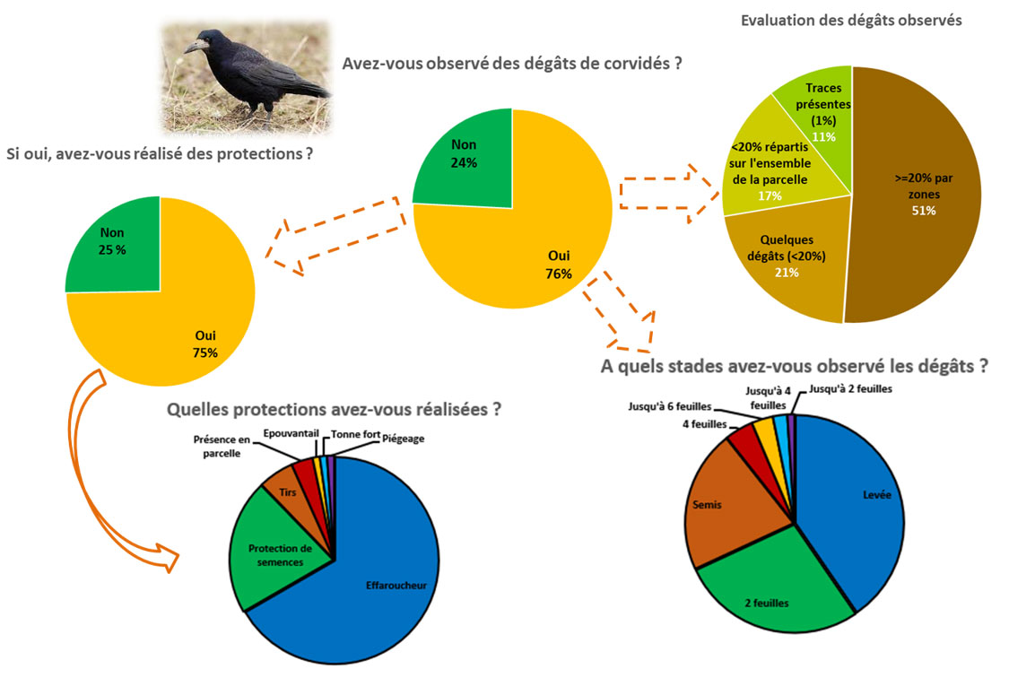 Dégâts de corvidés recensés en 2021 sur les régions Auvergne, Centre et Ile-de-France
