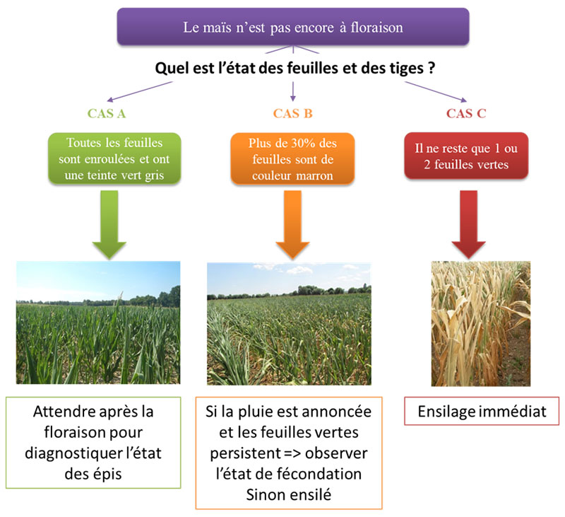 Grille de décision d’ensilage pour un maïs qui n’a pas encore fleuri