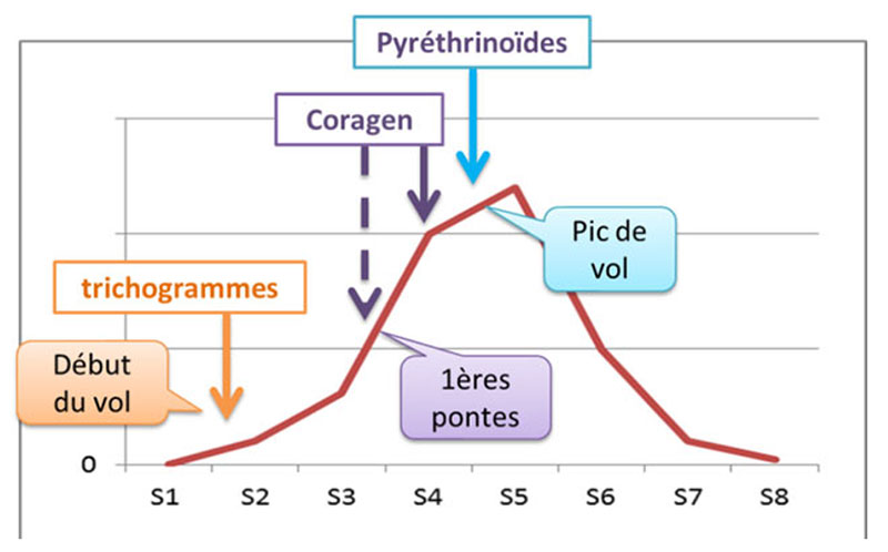 Positionnement des différents moyens de lutte selon la dynamique de vol des pyrales