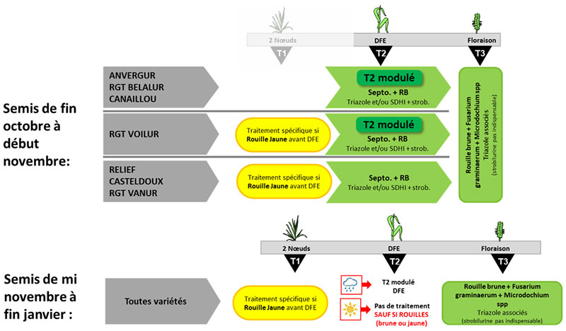 Propositions d’adaptation pour différentes dates de semis