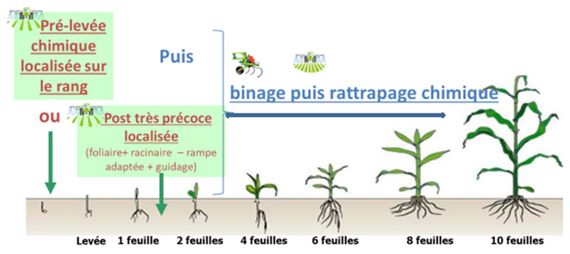 intervenir avec des traitements localisés sur le rang