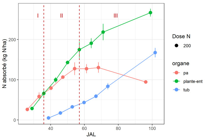 La période d'absorption maximale de l’azote par les pommes de terre se situe en pleine croissance de la partie aérienne