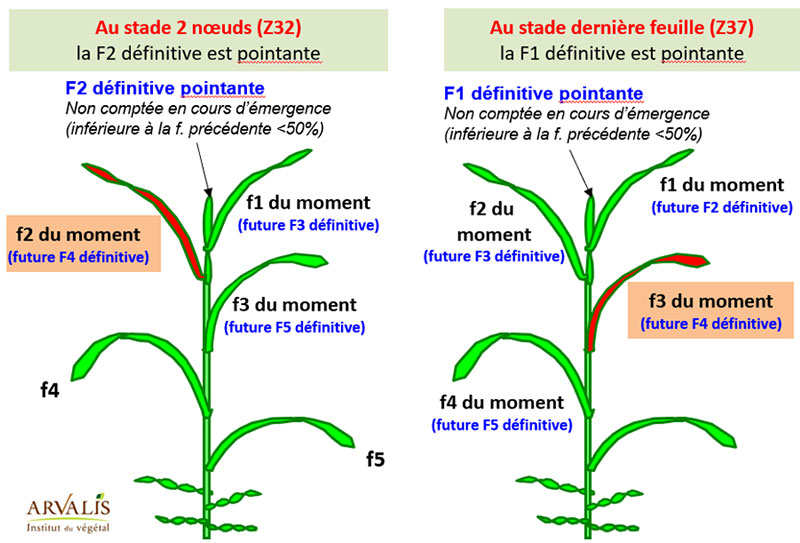 Observer correctement les stades