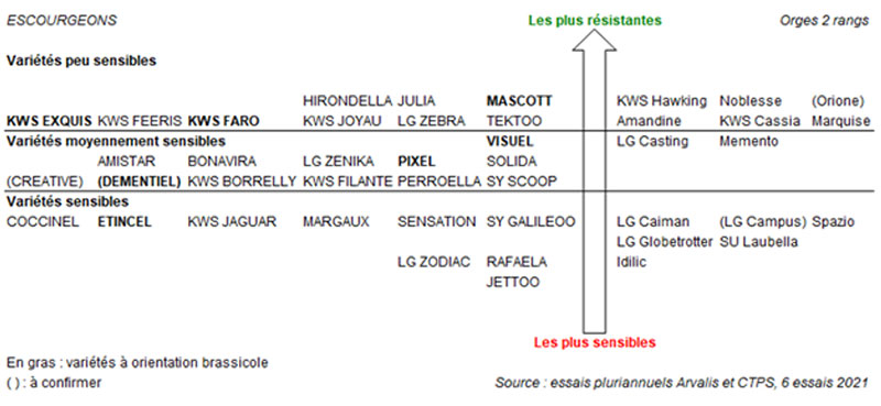Echelle de sensibilité à la verse des variétés d’orges