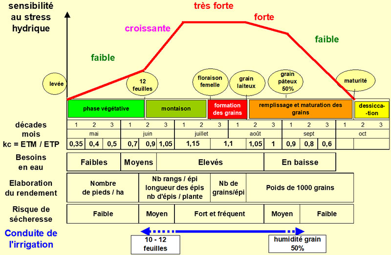 Besoins en eau durant le cycle du maïs