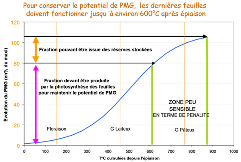 Evolution du PMG en fonction des températures (T°C) cumulées depuis l’épiaison