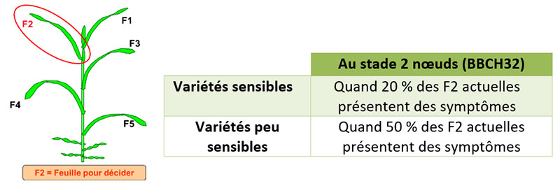 Seuils de déclenchement T1 pour la septoriose