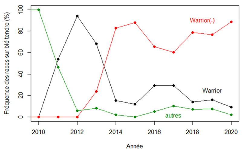 Évolution de la fréquence des principales races de rouille jaune depuis 2011 sur blé tendre