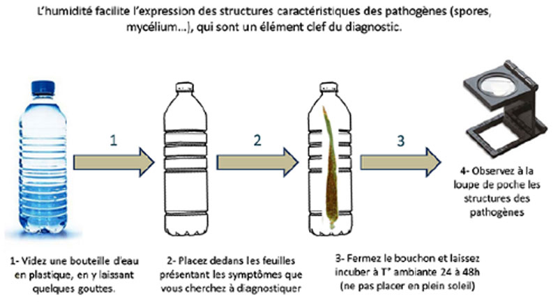 Le test de la chambre humide pour différencier un stress abiotique d’une contamination parasitaire