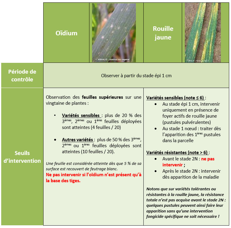 Signalement de septoriose, de rouille jaune et d’oïdium sur blé tendre