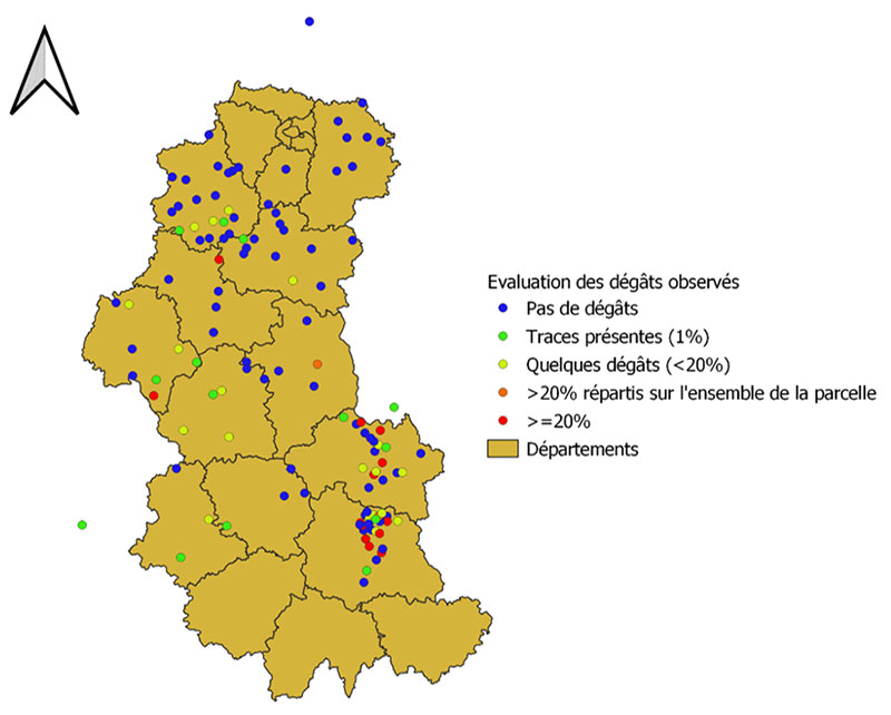 Répartition des dégâts de taupins dans les parcelles de maïs en 2021