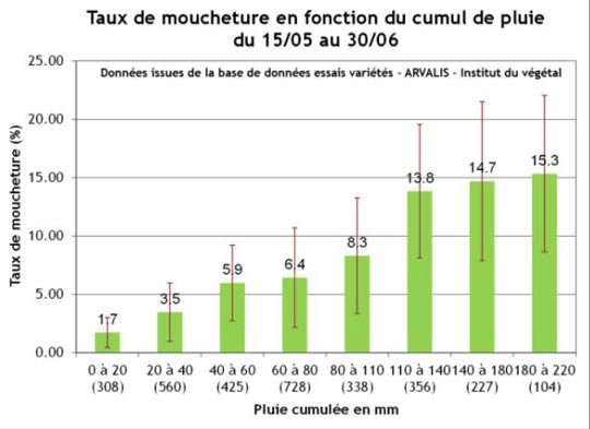 Plus le cumul de pluie est élevé, plus le taux de moucheture est élevé