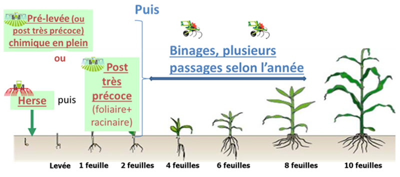 Exemples de stratégies de désherbage sur maïs