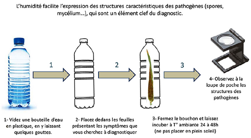 La chambre humide, un outil stratégique pour identifier des maladies